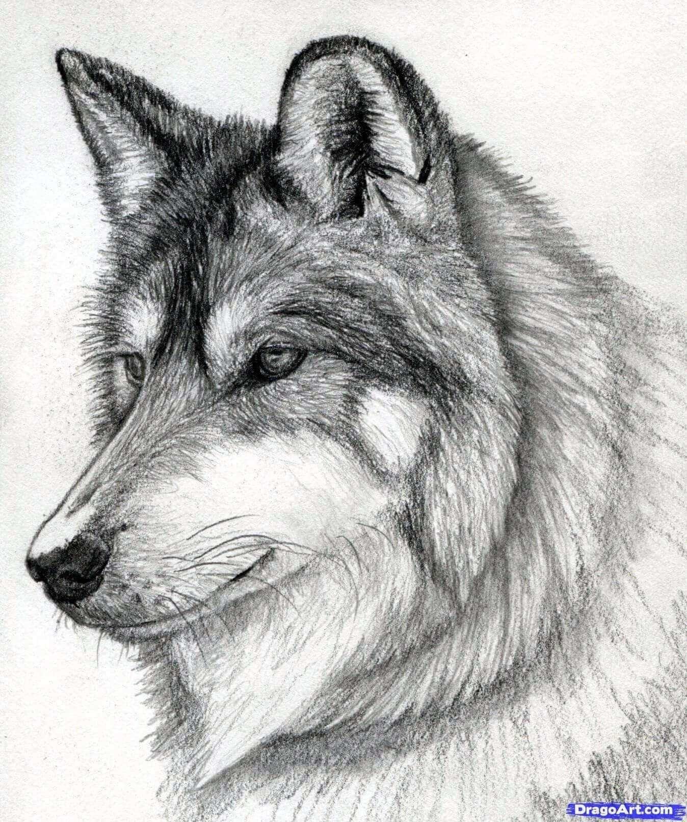 Рисунки карандашом простые и красивые легкие животные фото