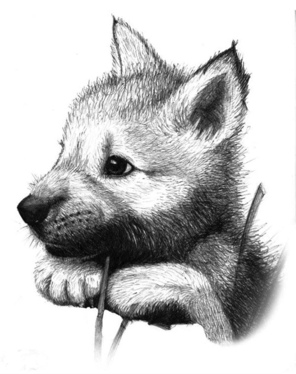 Рисунки карандашом животных маленькие фото