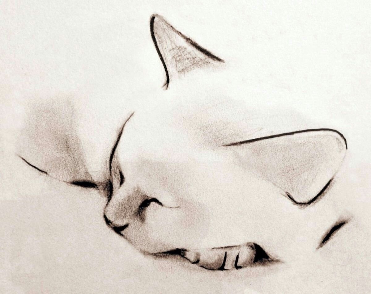 Рисунки котиков простым карандашом для начинающих легкие фото