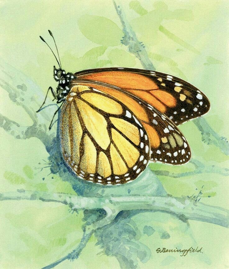 Рисунки красивые бабочек животных фото