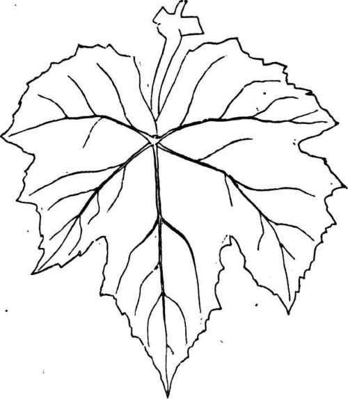 Рисунки листьев контурные карты фото