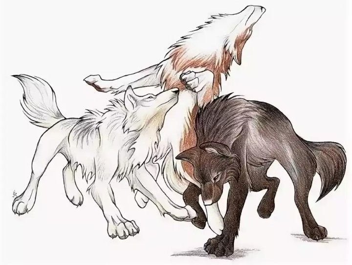 Рисунки людей волков аниме фото