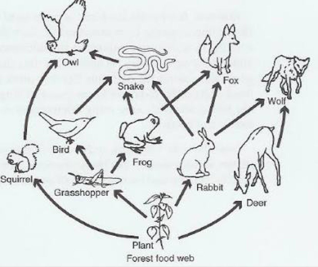 Рисунки пищевой цепочки животных фото