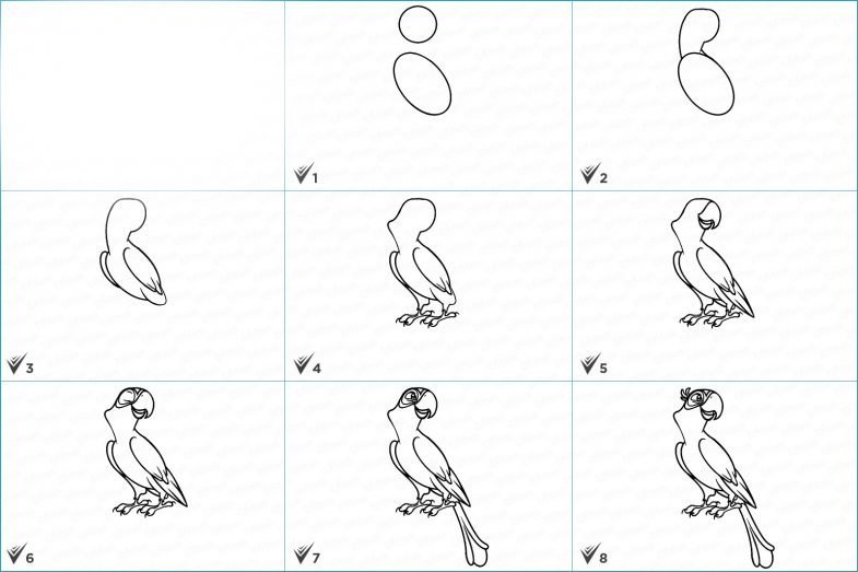Рисунки попугая поэтапно легко фото