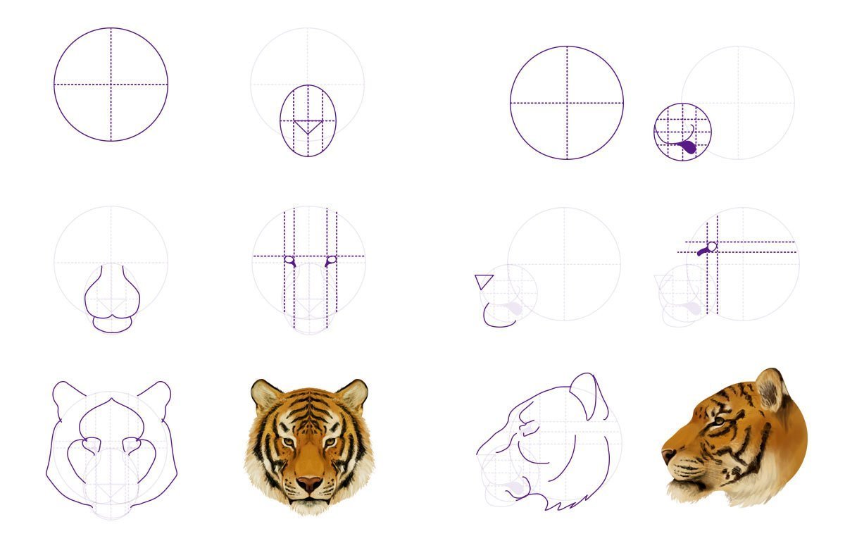 Рисунки простые тигра карандашом поэтапно фото