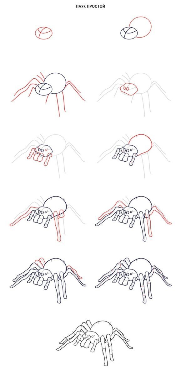 Рисунки простым карандашом поэтапно паука фото