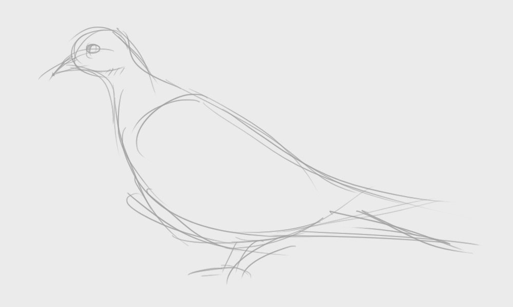 Рисунки простым карандашом птицы для начинающих фото