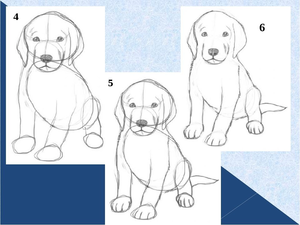 Рисунки простым карандашом собак поэтапно фото