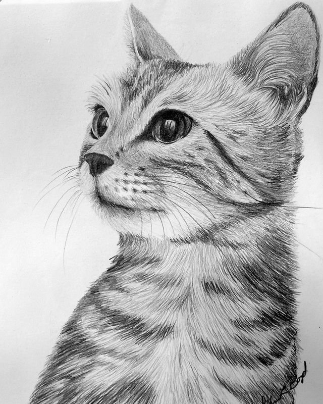 Рисунки простым карандашом животные коты фото