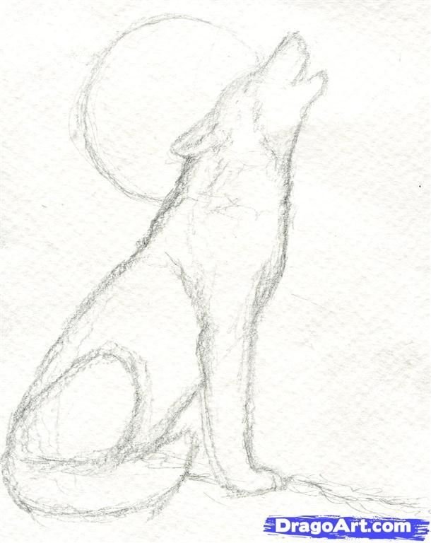 Рисунки простым карандашом животные волк фото