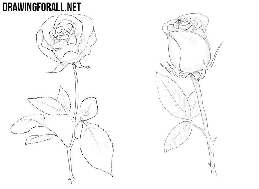 Рисунки розы карандашом для начинающих легкие и красивые поэтапно фото