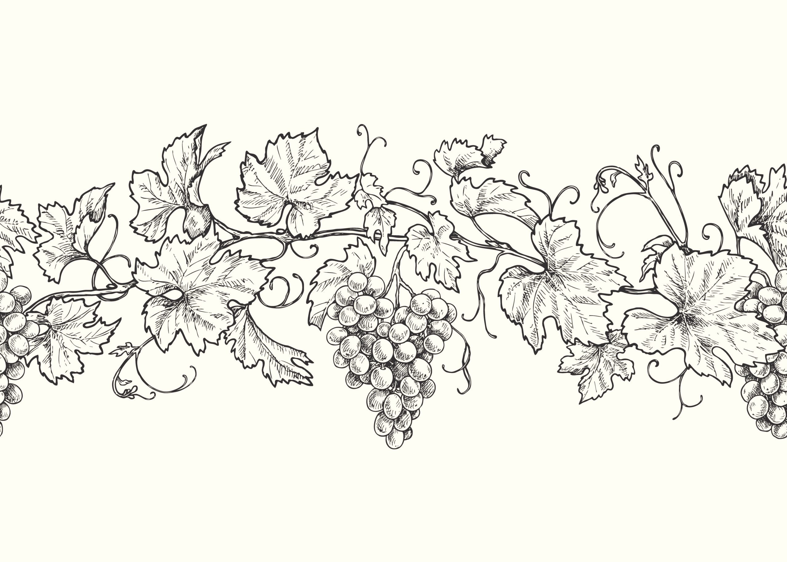 Рисунки виноградной лозы с листьями для начинающих фото