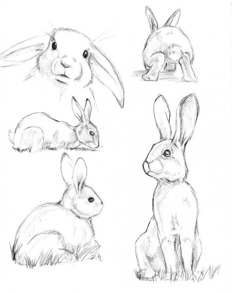 Рисунки зайца поэтапно карандашом для начинающих легкие фото