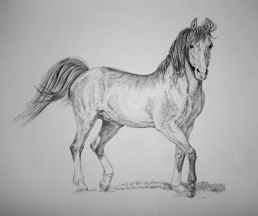 Рисунки животных карандашом лошадей красивые фото