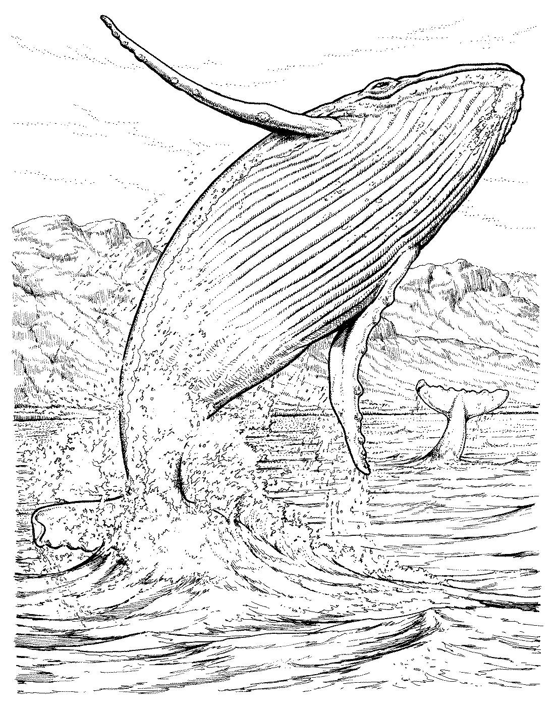 Рисунки животных кит фото