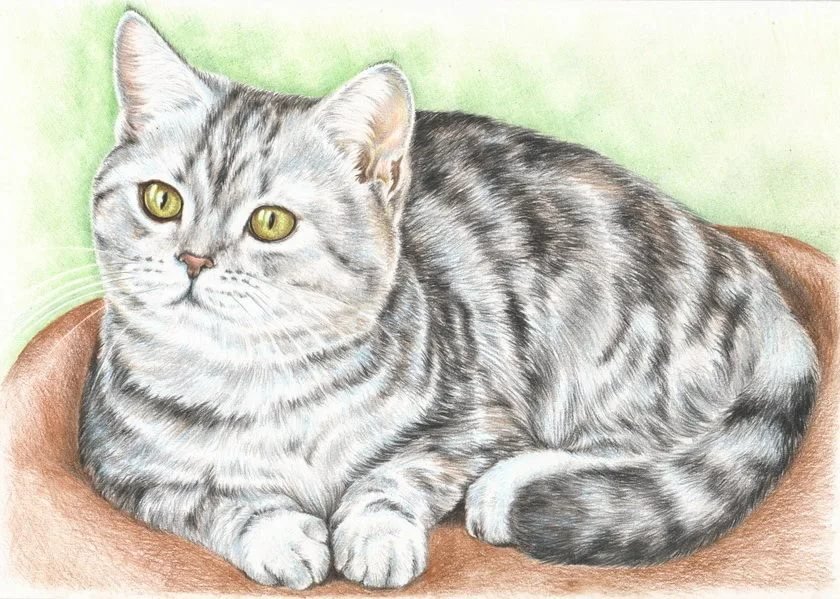 Рисунки животных кошек фото