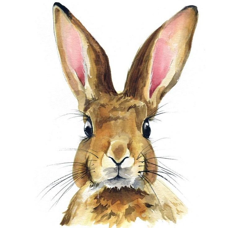 Рисунки животных кролика фото