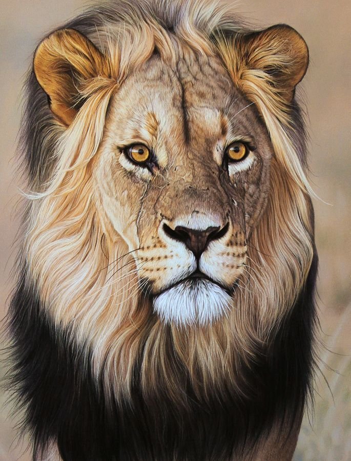 Рисунки животных лев фото