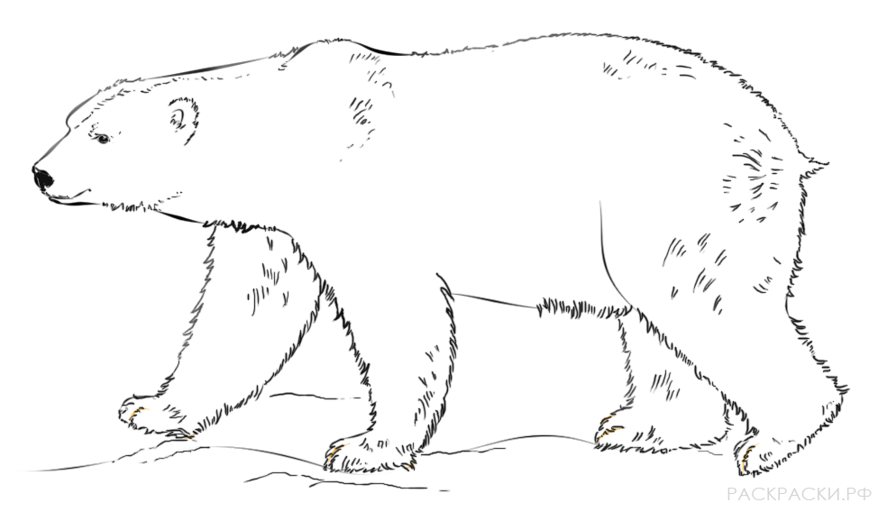Рисунки животных медведь фото