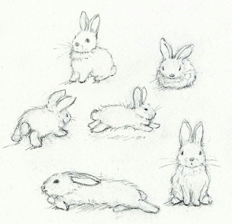 Рисунки животных заяц легко фото
