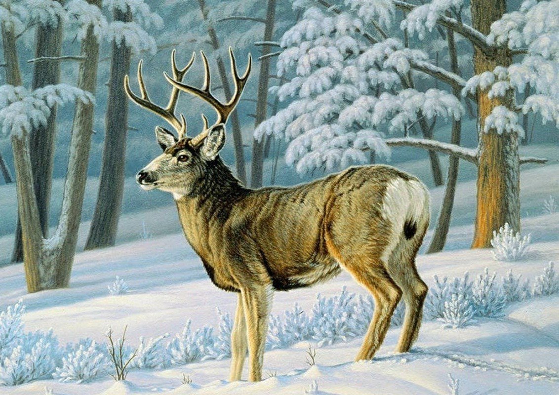 Рисунки животных зимующих в лесу фото