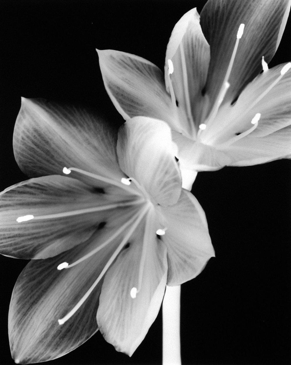 Рисунок белой лилии на черном фоне фото