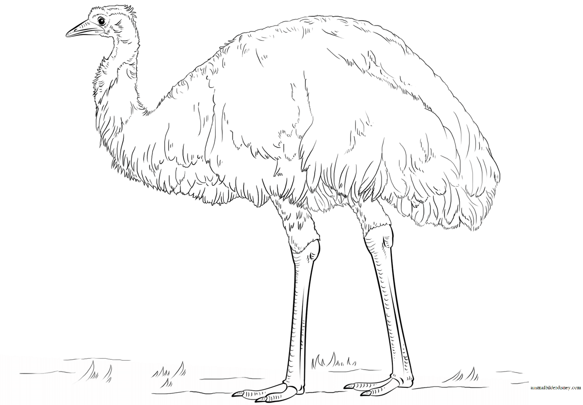 Рисунок детский страус фото
