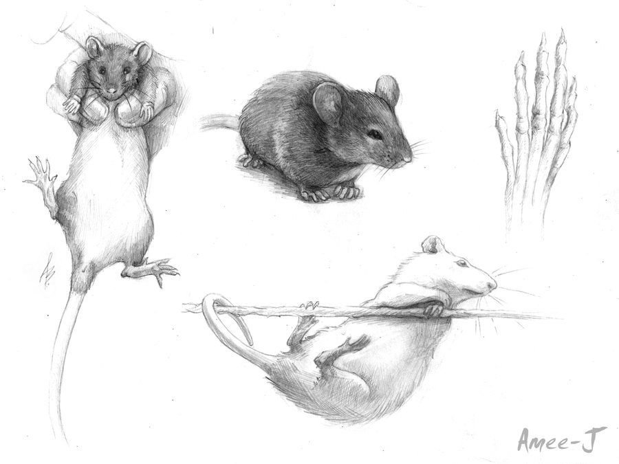 Рисунок эскиз мышь фото