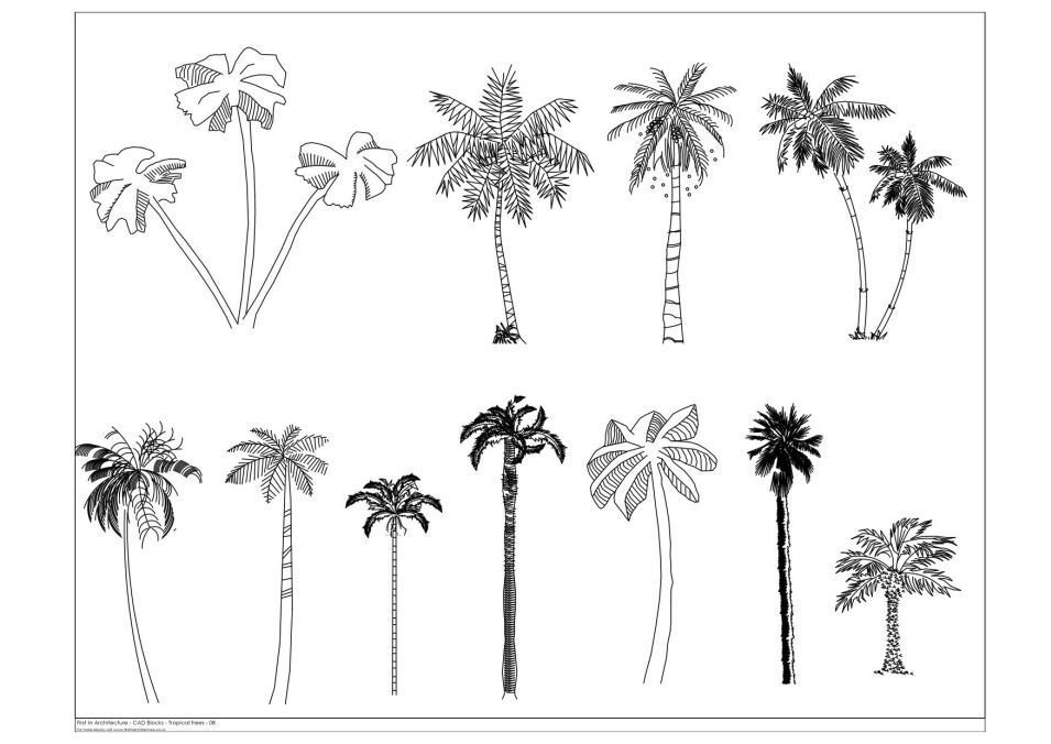 Рисунок эскиз пальмы фото