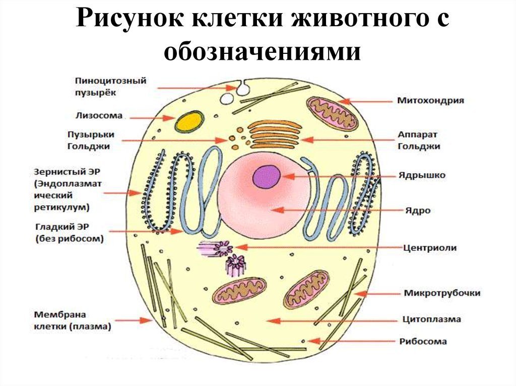 Рисунок эукариотической клетки животной клетки фото