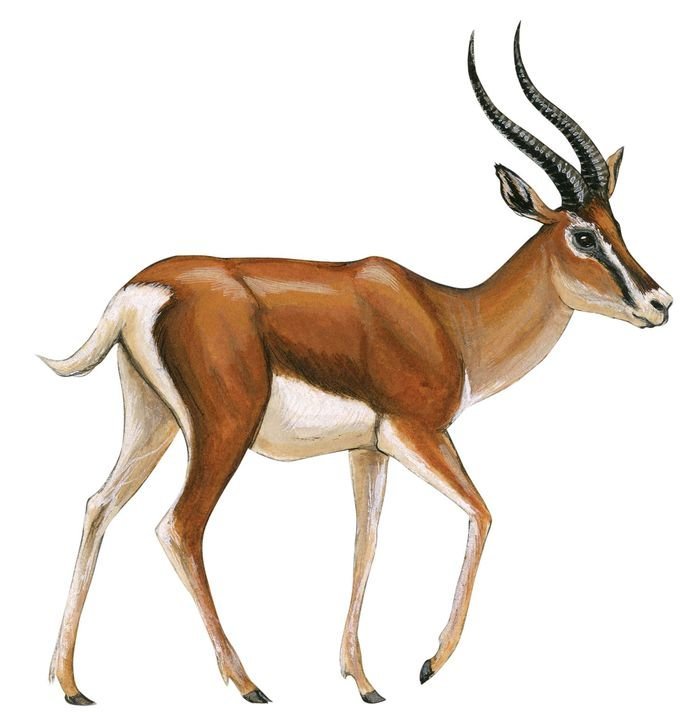 Рисунок газель животное фото