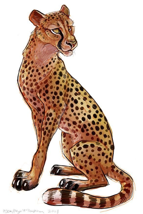 Рисунок гепард детский фото