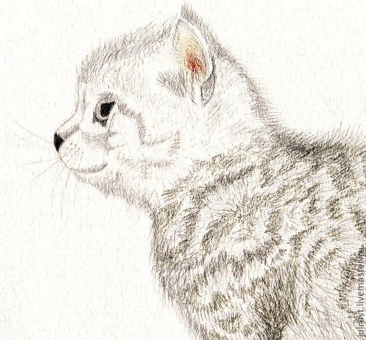 Рисунок карандашом животные кошки легкие фото