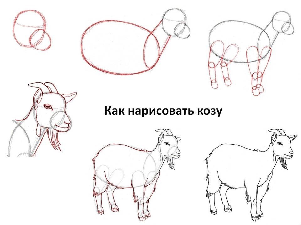 Рисунок коровы для детей карандашом поэтапно легко для начинающих фото