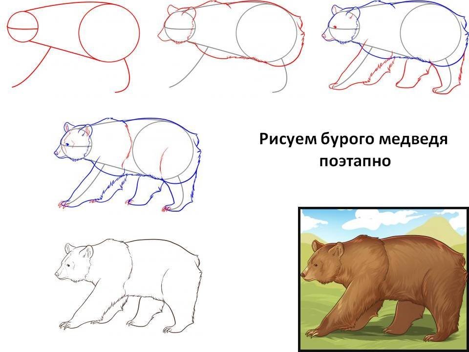 Рисунок медведя карандашом легко и красиво поэтапно фото