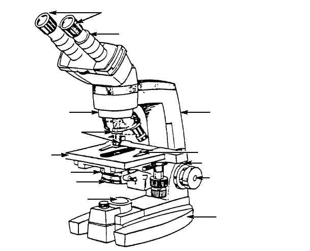 Рисунок микроскопа поэтапно фото
