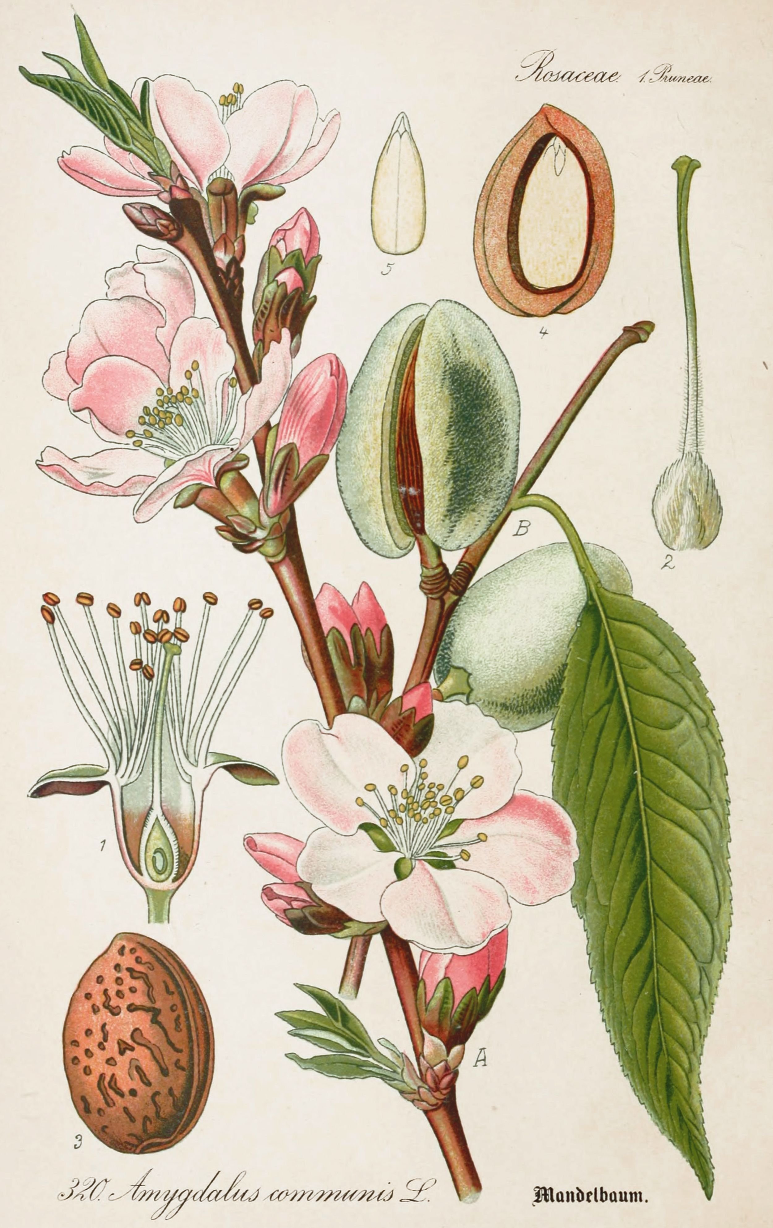 Рисунок на тему ботаника фото