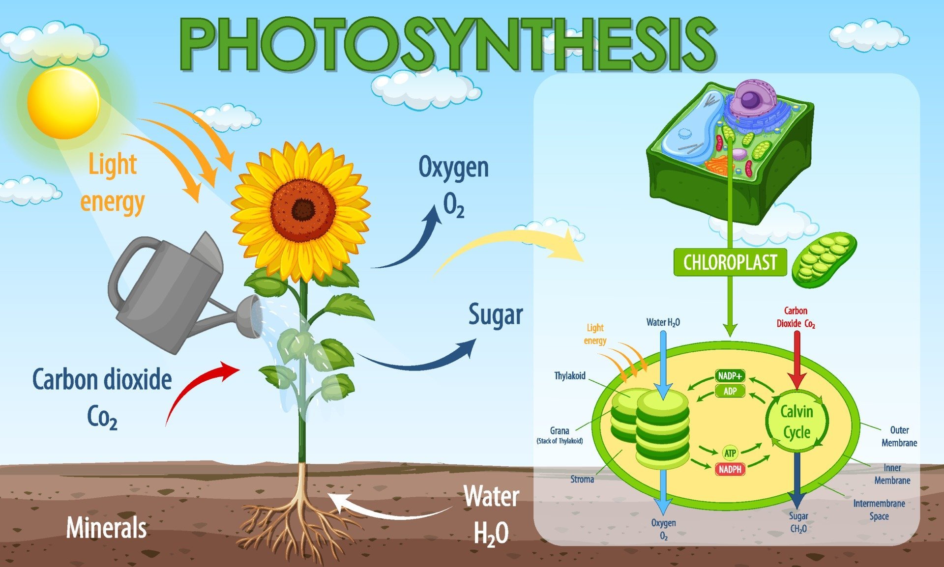 Рисунок на тему фотосинтез фото