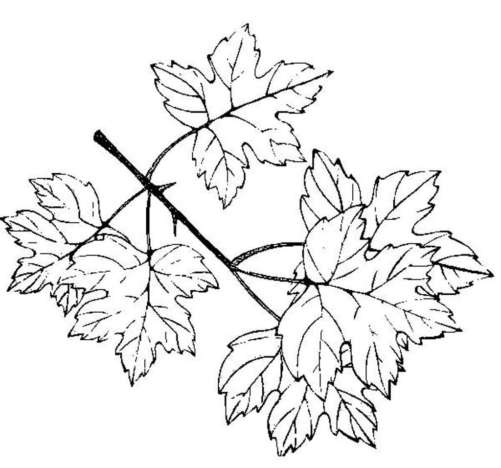 Рисунок на тему листья фото