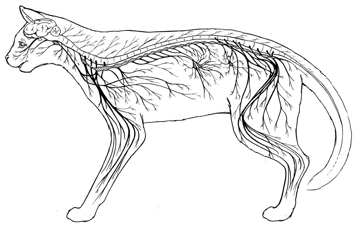 Рисунок нервная система животного фото