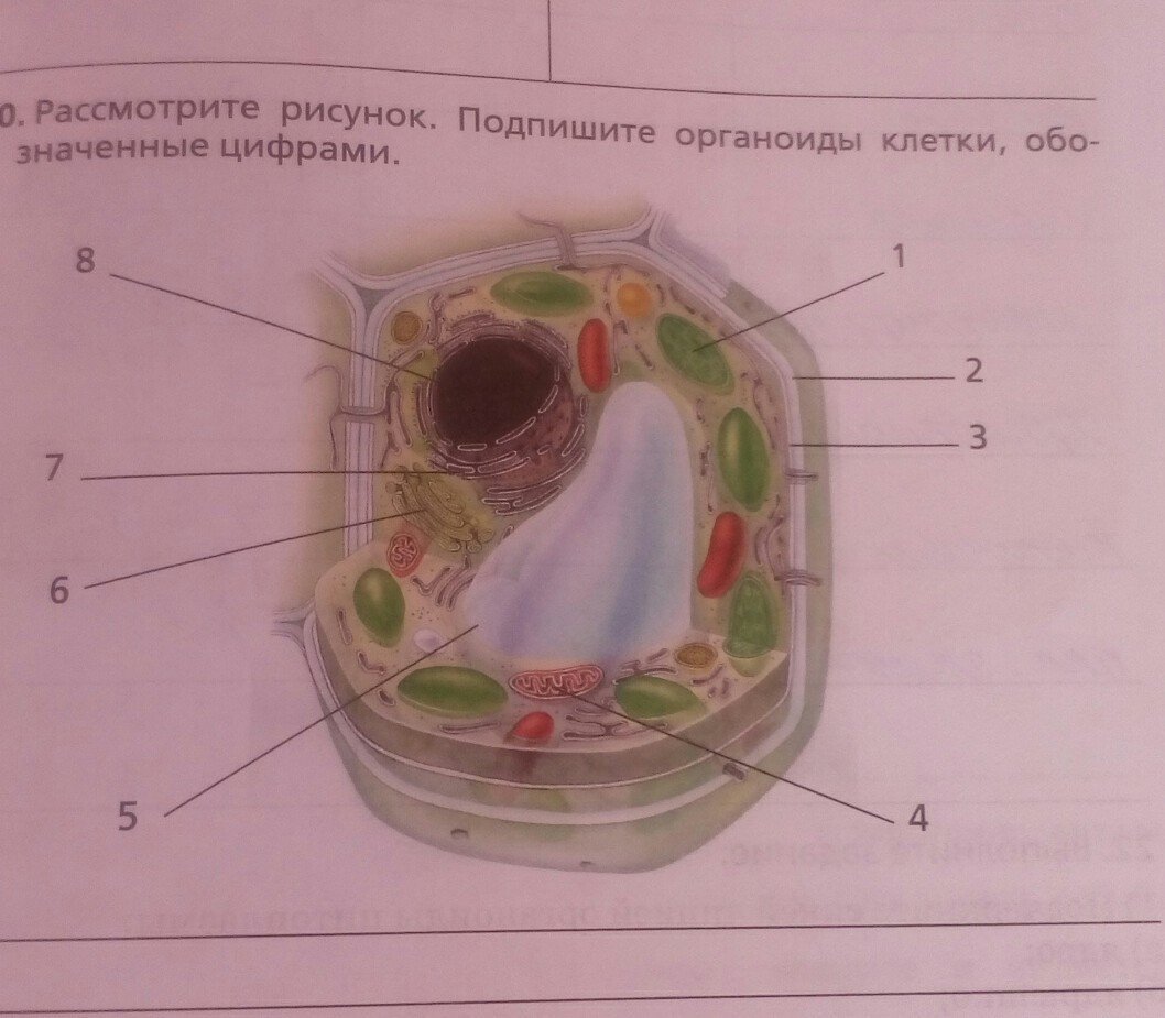 Рисунок органоиды животной и растительной клетки фото