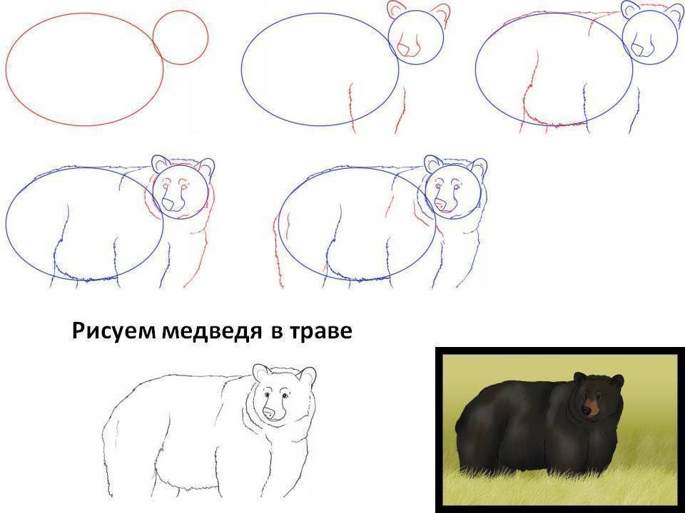 Рисунок полярного медведя для детей поэтапно легко фото