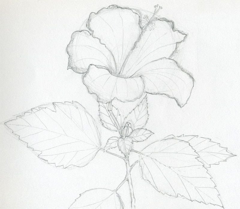 Рисунок простым карандашом для начинающих цветок фото