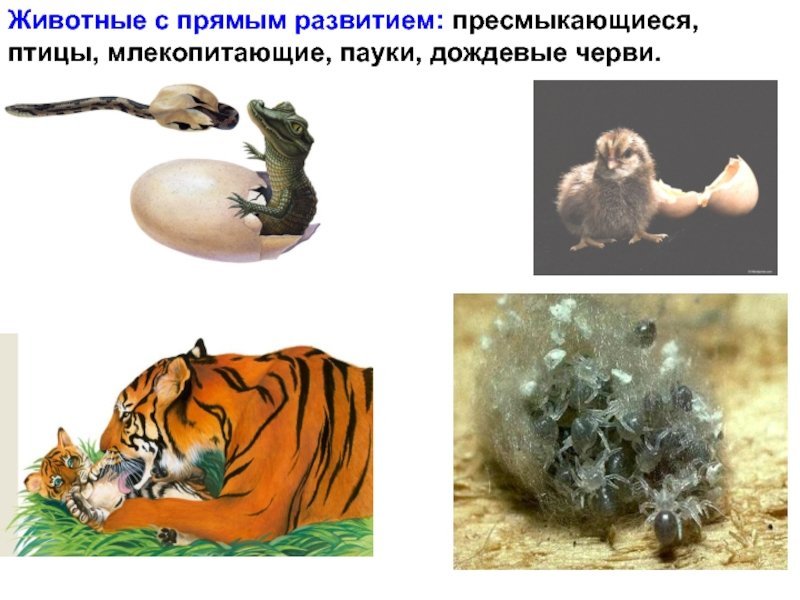 Рисунок прямого развития животных фото