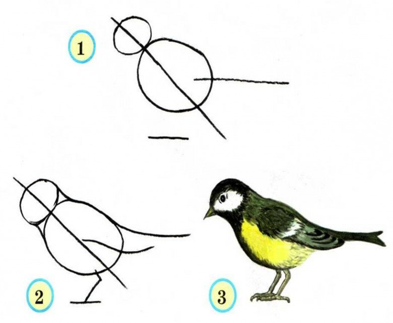 Рисунок птицы для начинающих фото