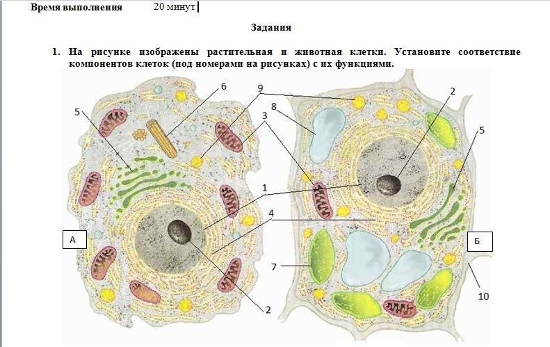 Рисунок растительной и животной клетки с обозначениями органоидов фото