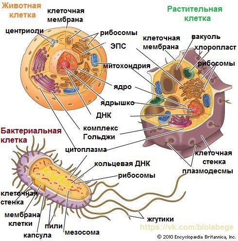 Рисунок растительной животной и грибной клетки фото