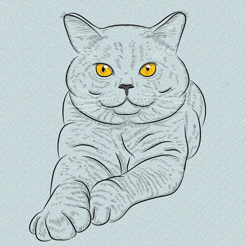 Рисунок шотландской вислоухой кошки поэтапно фото