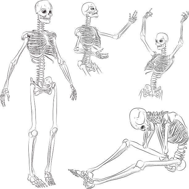 Рисунок скелет поэтапно фото