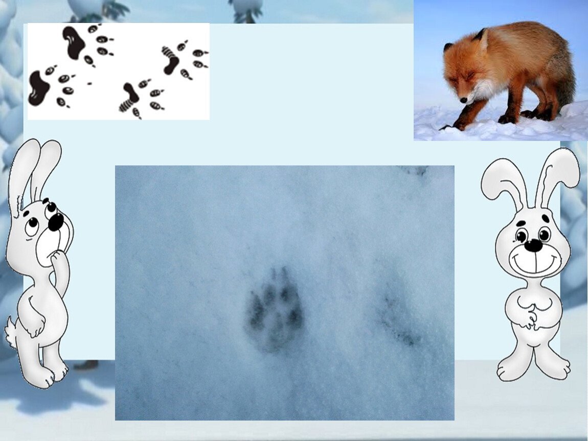 Рисунок следы животных на снегу фото
